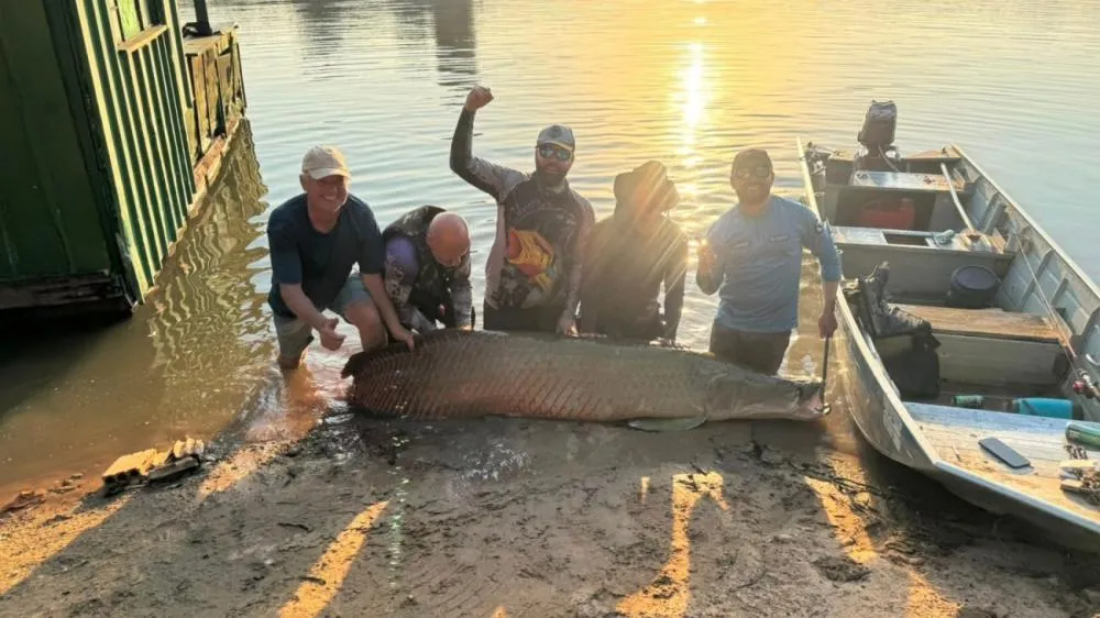 Pescadores catarinenses capturam pirarucu de 2,45 metros durante pescaria no Mato Grosso