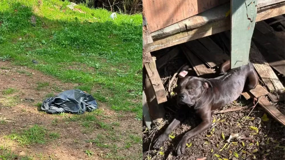 Mais de 20 cães são encontrados mortos em terreno após denúncia de abandono de animais